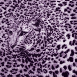 Wallpapers mural leopard texture in purple and black