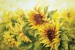 Wallpapers painted sunflower picture