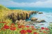 Wallpapers mural beautiful coast with poppies