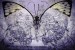 wallpapers art butterfly vintage
