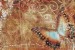 wallpapers wall art butterfly vintage