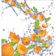 Wallpapers mural orange fruits and water drops