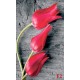 wallpapers red tulips on gray tree