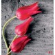 wallpapers red tulips on gray tree