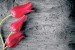 wallpapers red tulips on gray tree
