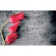 wallpapers red tulips on gray tree