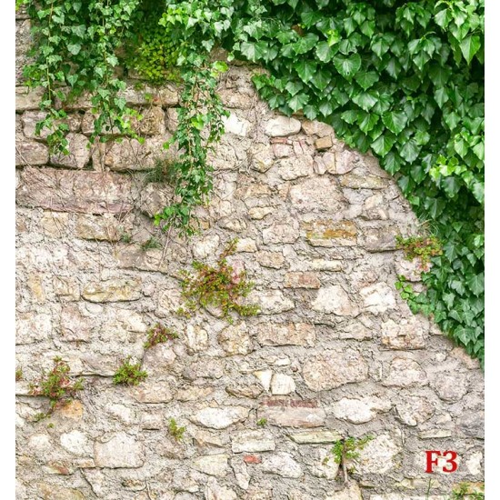 Wall murals stucco a wall of stone wall enveloped in ivy Wall murals stucco a wall of stone wall enveloped in ivy