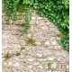 Wall murals stucco a wall of stone wall enveloped in ivy Wall murals stucco a wall of stone wall enveloped in ivy
