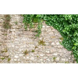 Wall murals stucco a wall of stone wall enveloped in ivy