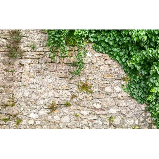 Wall murals stucco a wall of stone wall enveloped in ivy Wall murals stucco a wall of stone wall enveloped in ivy