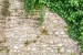 Wall murals stucco a wall of stone wall enveloped in ivy