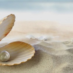 Photo murals seashells and sand