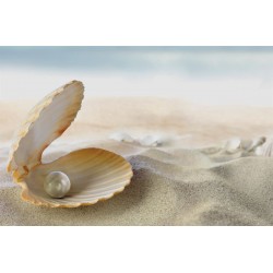 Photo murals seashells and sand Photo murals seashells and sand