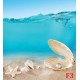 Wallpapers mural seashells under water Wallpapers mural seashells under water