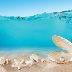 Wallpapers mural seashells under water