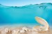 Wallpapers mural seashells under water