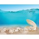 Wallpapers mural seashells under water Wallpapers mural seashells under water