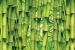 Wall mural wall of stacked green bamboo 2