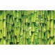 Wall mural wall of stacked green bamboo 2