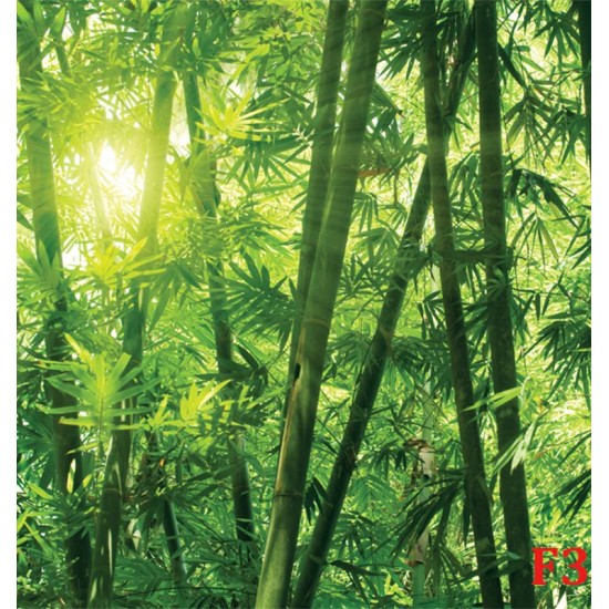 Wall murals green a bamboo forest Wall murals green a bamboo forest