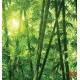 Wall murals green a bamboo forest Wall murals green a bamboo forest