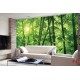 Wall murals green a bamboo forest Wall murals green a bamboo forest