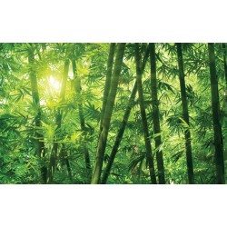 Wall murals green a bamboo forest 