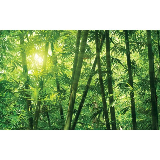 Wall murals green a bamboo forest Wall murals green a bamboo forest