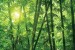 Wall murals green a bamboo forest 