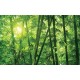 Wall murals green a bamboo forest Wall murals green a bamboo forest