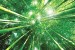 Wall murals view of bamboo forest 