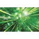 Wall murals view of bamboo forest Wall murals view of bamboo forest