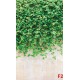 Wall murals stucco wall with green leaves