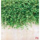 Wall murals stucco wall with green leaves