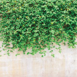 Wall murals stucco wall with green leaves