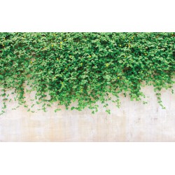 Wall murals stucco wall with green leaves Wall murals stucco wall with green leaves