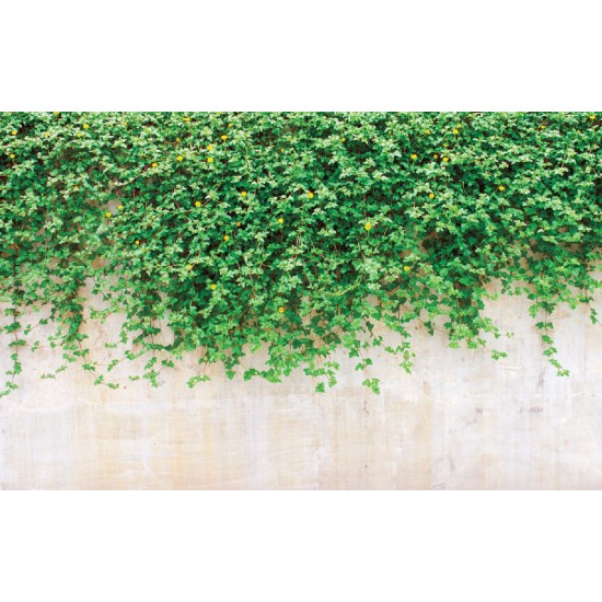 Wall murals stucco wall with green leaves