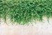 Wall murals stucco wall with green leaves