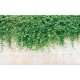 Wall murals stucco wall with green leaves
