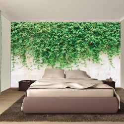 Wall murals stucco wall with green leaves Wall murals stucco wall with green leaves