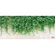 Wall murals stucco wall with green leaves