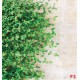 Wall murals stucco wall with green leaves 2 Wall murals stucco wall with green leaves 2