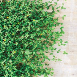 Wall murals stucco wall with green leaves 2