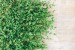 Wall murals stucco wall with green leaves 2