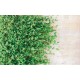 Wall murals stucco wall with green leaves 2 Wall murals stucco wall with green leaves 2