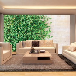 Wall murals stucco wall with green leaves 2 Wall murals stucco wall with green leaves 2