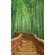 Wall murals Bamboo forest with bridge