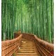 Wall murals Bamboo forest with bridge