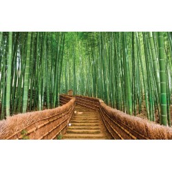 Wall murals Bamboo forest with bridge