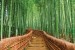 Wall murals Bamboo forest with bridge